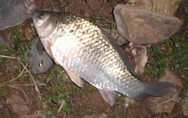 水库钓鱼怎么调漂?