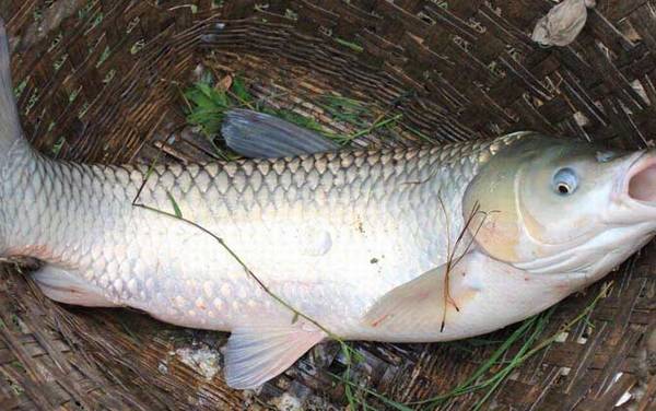 水太浅怎么钓草鱼?