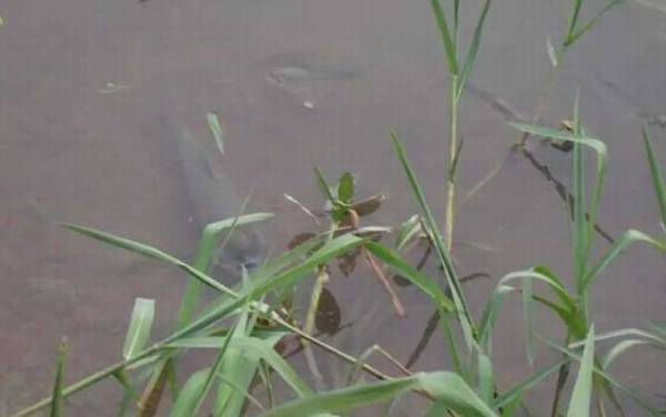 一天当中钓草鱼最佳时间