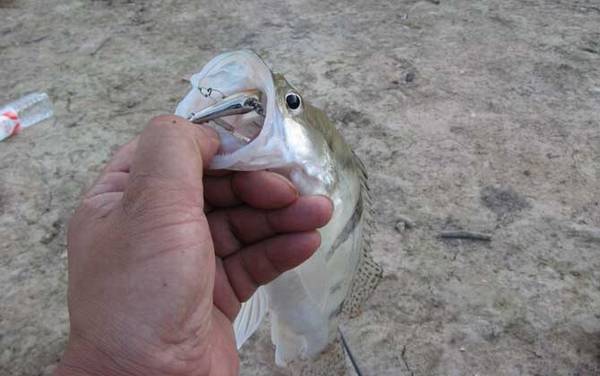 鳜鱼可以路亚吗?