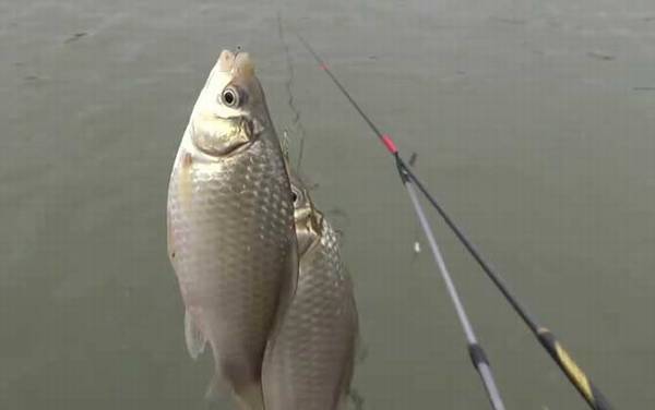 怎样抬竿不容易跑鱼?