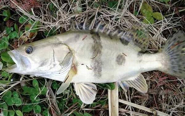 钓鳜鱼最佳时间及钓法技巧