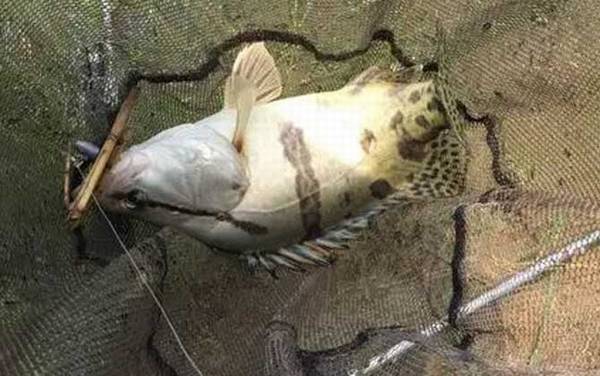 怎么判断河里有鳜鱼?