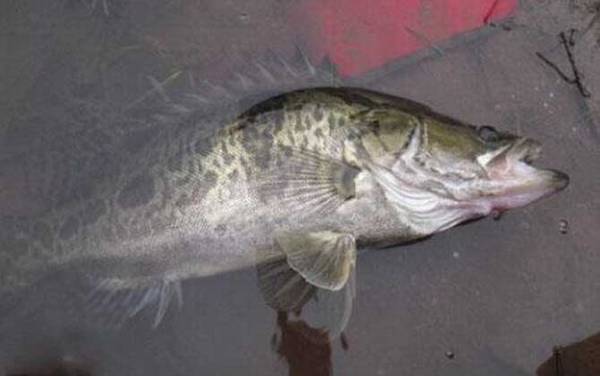 怎么判断河里有鳜鱼?