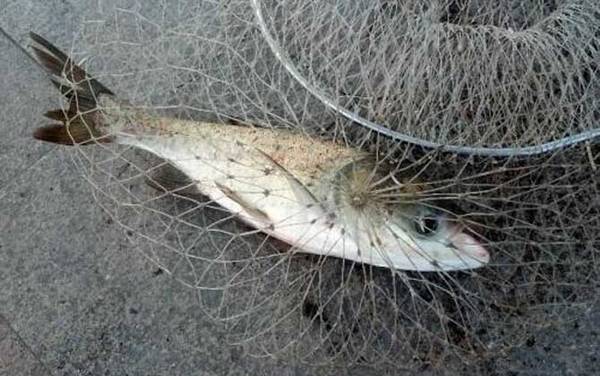 手竿钓鲢鳙怎么钓上鱼快?