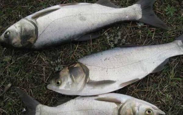 手竿钓鲢鳙怎么钓上鱼快?