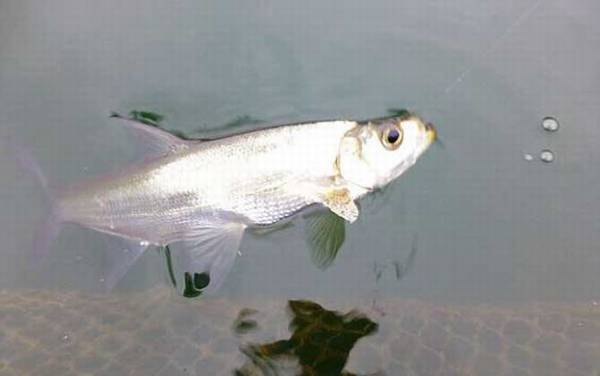 手竿怎么钓翘嘴上鱼快?