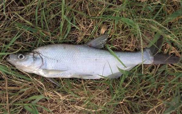 手竿怎么钓翘嘴上鱼快?