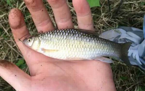 蚯蚓钓鱼单钩好还是双钩好?