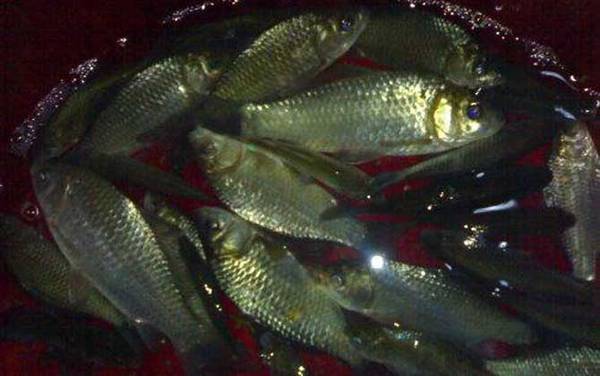 钓鲫鱼怎么防止小鱼闹窝?