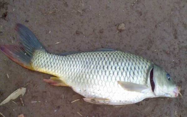 玉米钓鲤鱼怎么打窝?