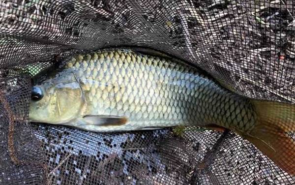 谷麦钓法用什么竿最好?