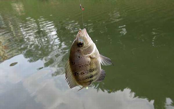 如何避免小罗非鱼闹窝?