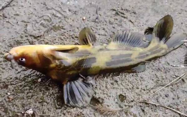 钓黄辣丁提前多久打窝?