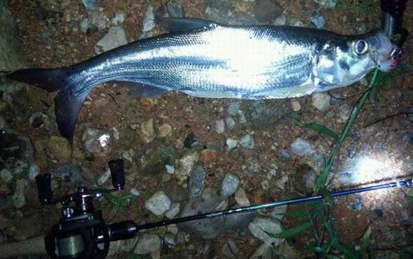 路亚怎么才能钓到鱼?