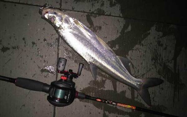 路亚怎么才能钓到鱼?