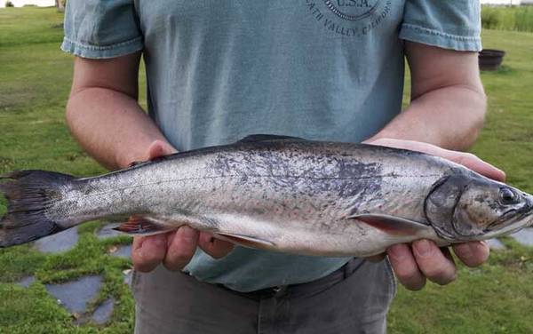 夏天钓鱼怎么选钓位?