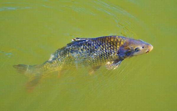 怎样才能钓到大鲤鱼?