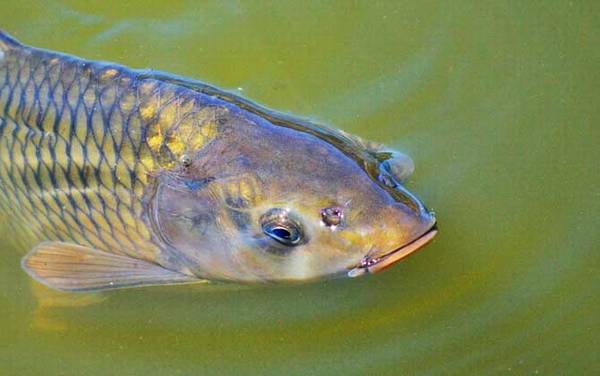 怎样才能钓到大鲤鱼?