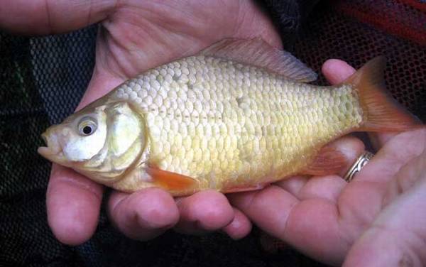 怎样才能钓到大鲫鱼?