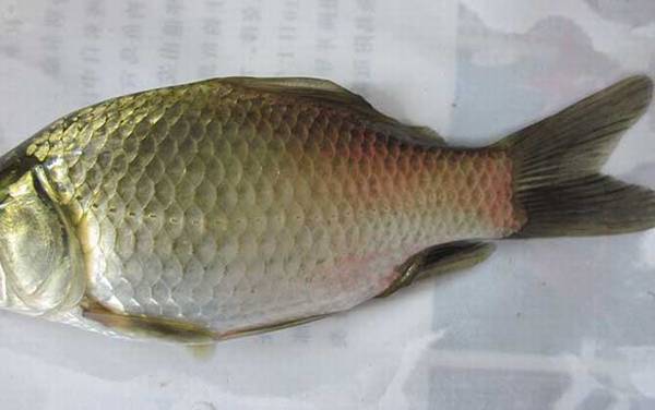 怎样才能钓到大鲫鱼?