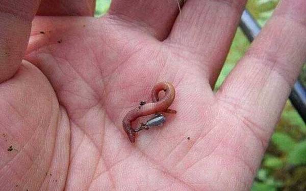 蚯蚓钓鱼怎么挂钩才正确?