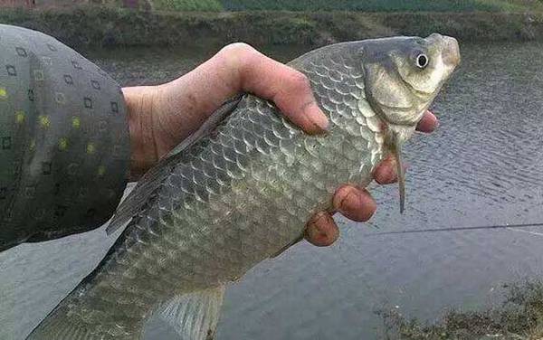 夏天钓鲫鱼怎么选钓点?