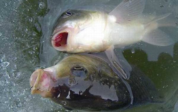 冰钓调漂有什么技巧?