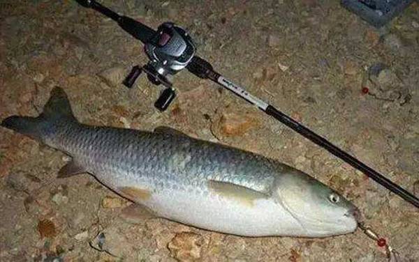 如何钓草鱼上鱼快?