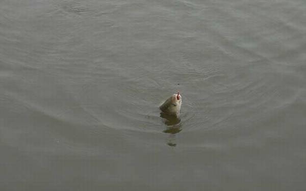 青鱼怎么钓效果最好?