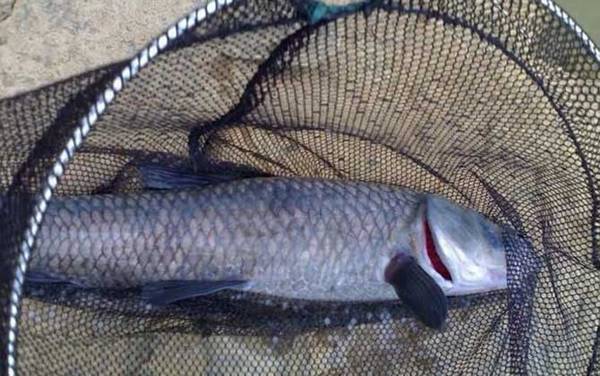 青鱼怎么钓效果最好?