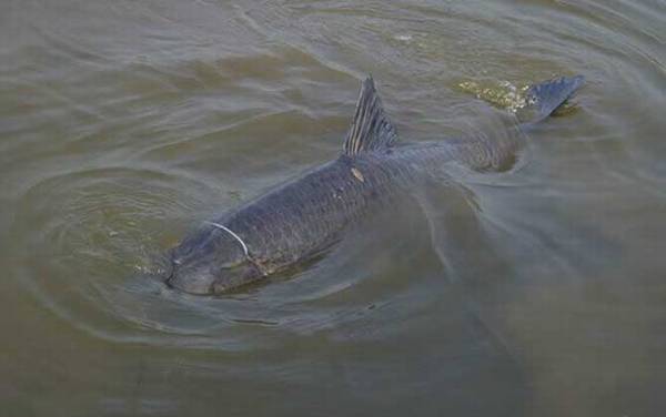 青鱼怎么钓效果最好?