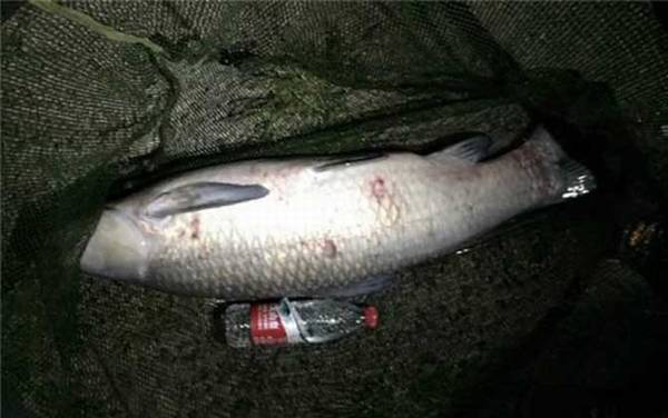 青鱼怎么钓效果最好?