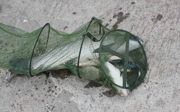 青鱼怎么钓效果最好?