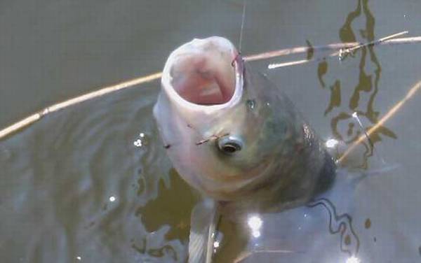 鳙鱼怎么钓上鱼快?