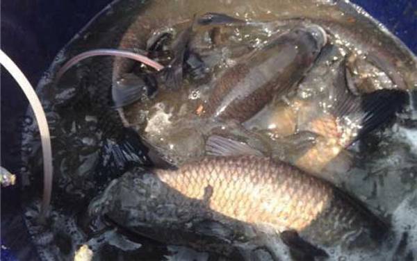 鲮鱼有哪些钓法?