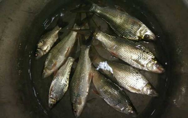 鲮鱼有哪些钓法?