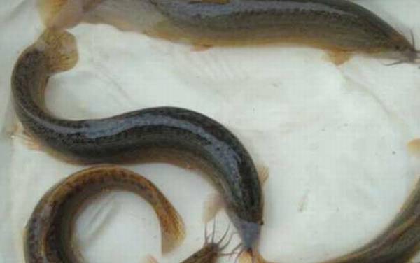 钓泥鳅实用技巧大全