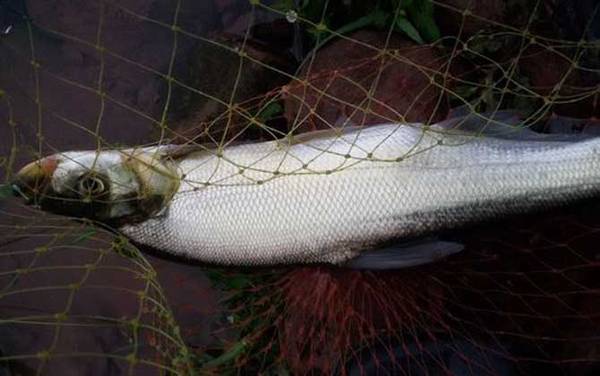 翘嘴什么季节好钓?