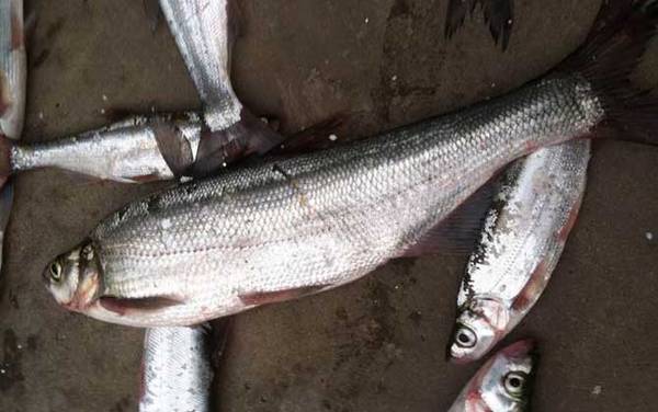 翘嘴什么季节好钓?