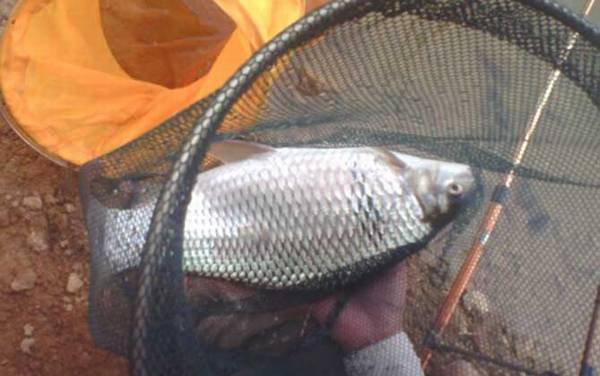 钓鲮鱼怎样调漂才正口?