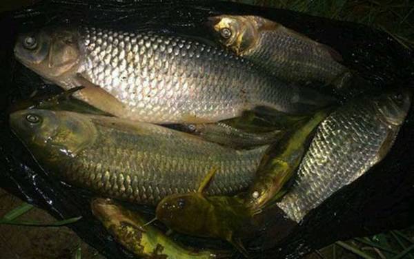 钓鲮鱼怎样调漂才正口?