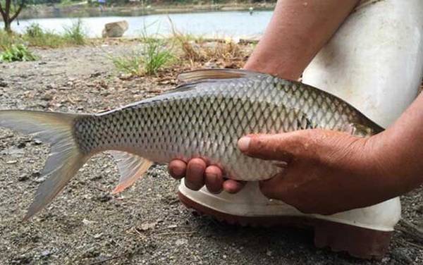 钓鲮鱼怎样调漂才正口?