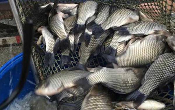 钓鲮鱼怎样调漂才正口?