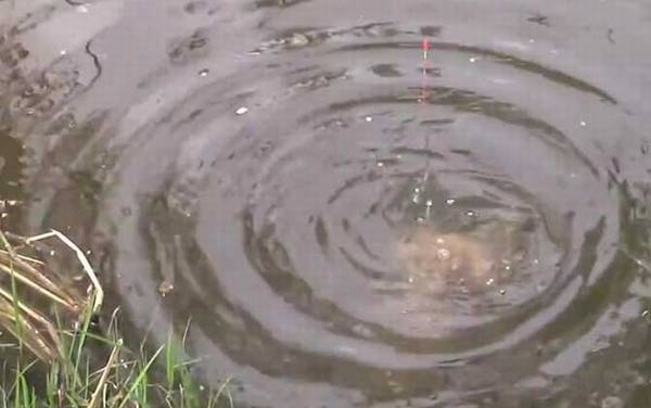 冬季钓鱼打窝打多少合适?