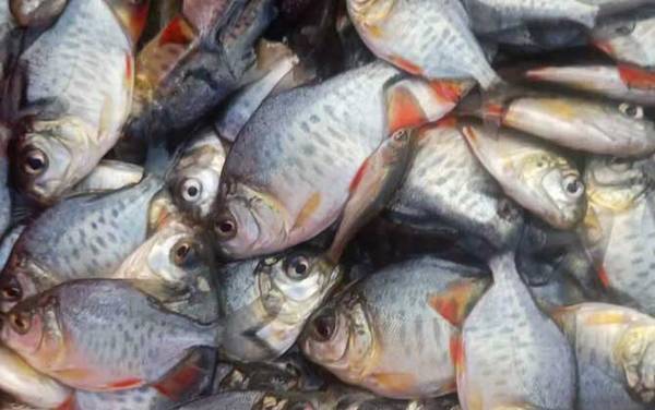 淡水白鲳鱼几月好钓?