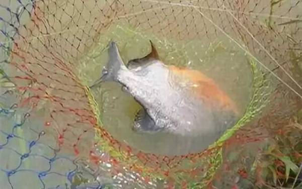 淡水白鲳鱼几月好钓?