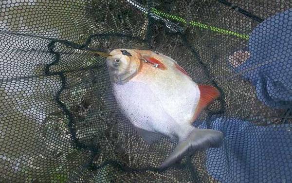 淡水白鲳怎么钓上鱼快?