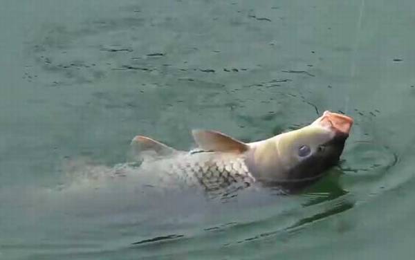 钓大鱼用什么钓法?