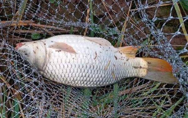 钓大鱼钓底好还是钓浮好?